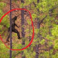 Penampakan Bigfoot Tertangkap Kamera, Viral dan Bikin Heboh!