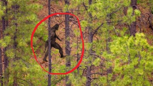 Penampakan Bigfoot Tertangkap Kamera, Viral dan Bikin Heboh!